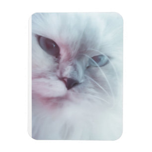 Lilly  magnet