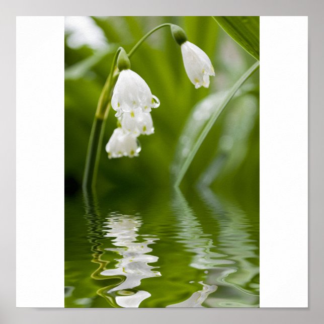 lilly of the valley poster (Front)
