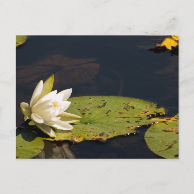 Lilly Pad Postcard (Front)