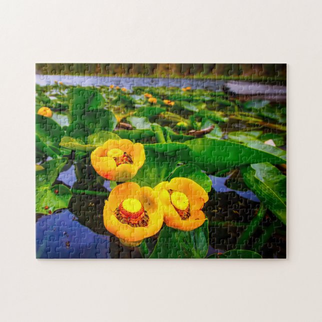 Lilly Pads. Jigsaw Puzzle (Horizontal)