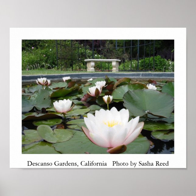 Lilly Pond Poster (Front)