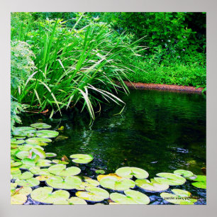 lilly pond, www.zazzle.com/jbpeanut poster