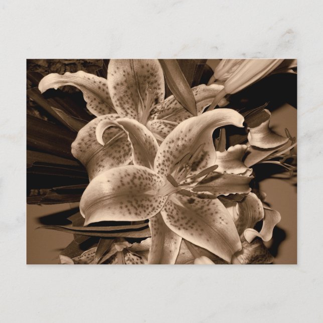 lilly postcard (Front)