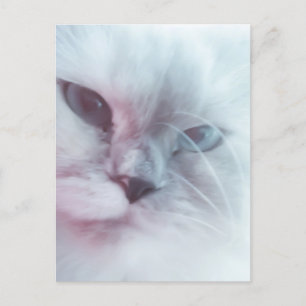 Lilly postcard