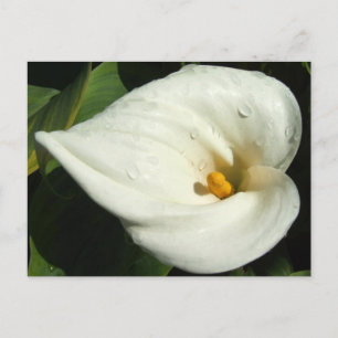 Lilly Postcard