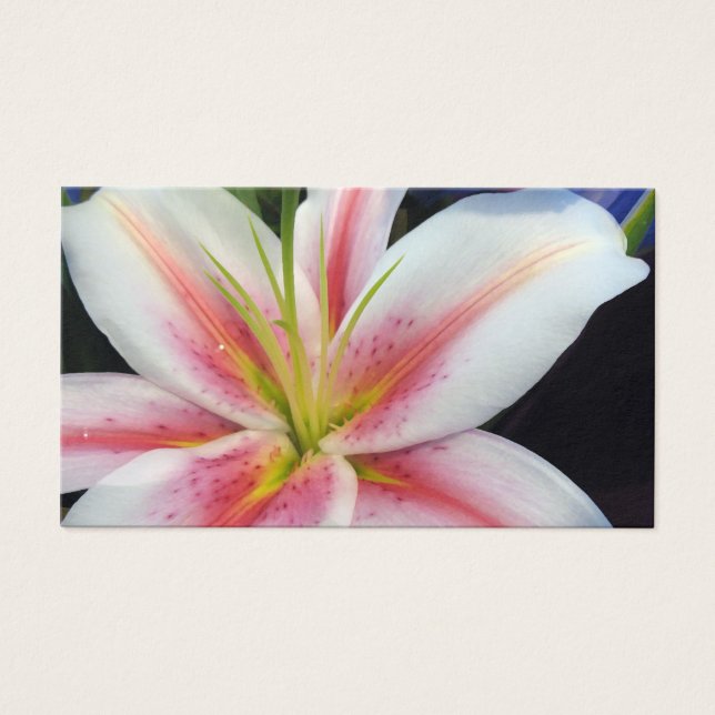 Lily (Front)