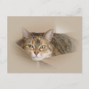 Lily #2 postcard
