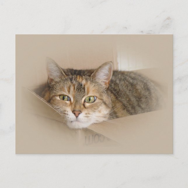 Lily #2 postcard (Front)