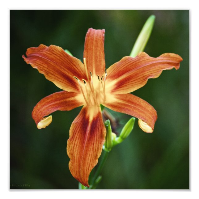 Lily 6588 Photo Print (Front)