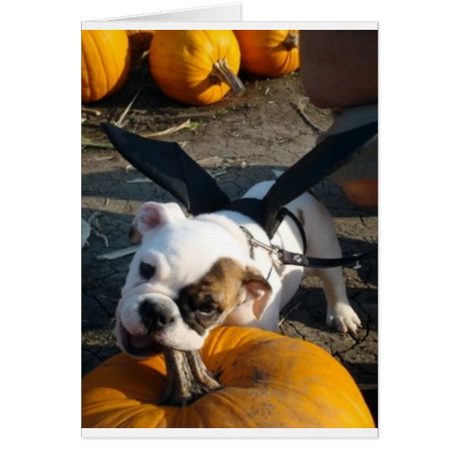 Lily at the Pumpkin Patch (Front)