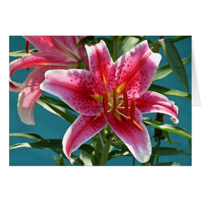 Lily Beauty (Front Horizontal)