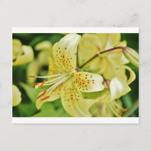 Lily Blooms  Wedding Parties Postcard