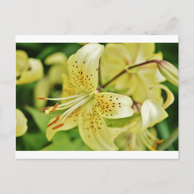 Lily Blooms  Wedding Parties Postcard (Front)