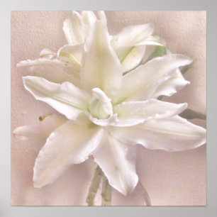 Lily Blossoms Blush Poster