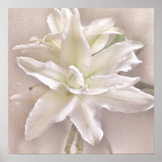 Lily Blossoms Blush Poster (Front)