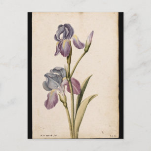 Lily by Jacques de Morgues Postcard