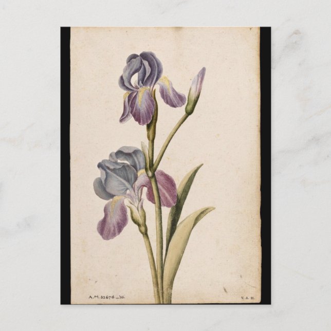 Lily by Jacques de Morgues Postcard (Front)