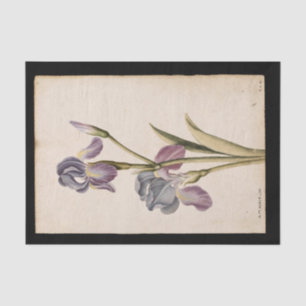 Lily by Jacques de Morgues Tissue Paper