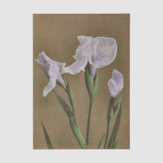 Lily by Ogawa Kazumasa Tissue Paper