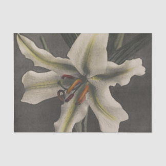 Lily by Ogawa Kazumasa Tissue Paper