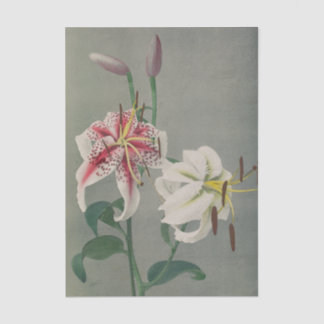 Lily by Ogawa Kazumasa Tissue Paper