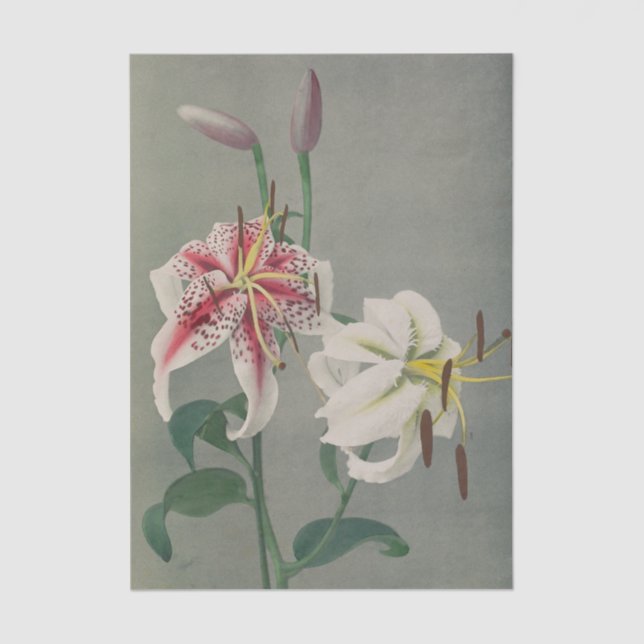 Lily by Ogawa Kazumasa Tissue Paper (Front)