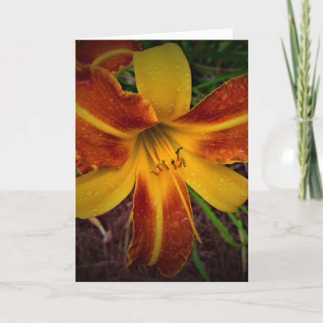 Lily, card (Front)