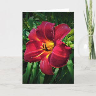 Lily, card