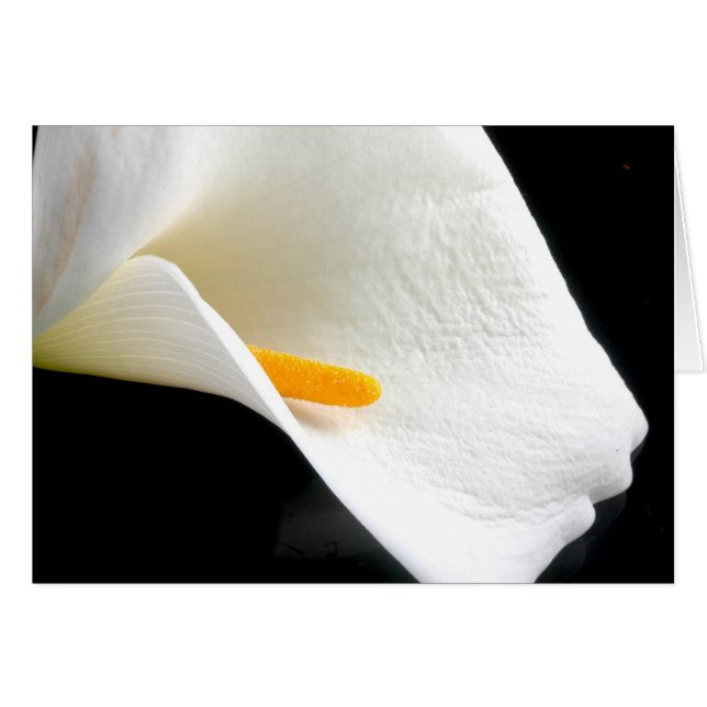 Lily Card (Front Horizontal)