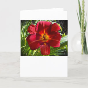 Lily, card