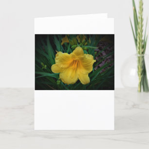 Lily, card