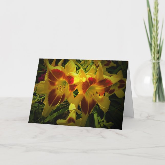 Lily, card (Front)