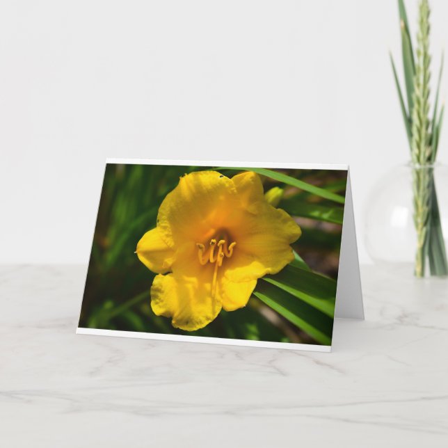 Lily, Card (Front)