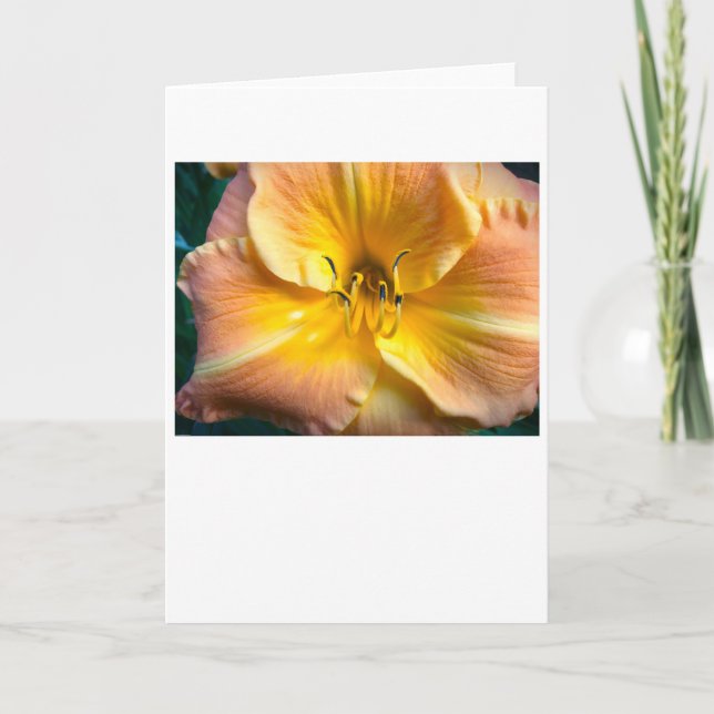 Lily, card (Front)