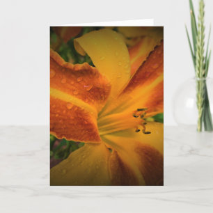 Lily, card