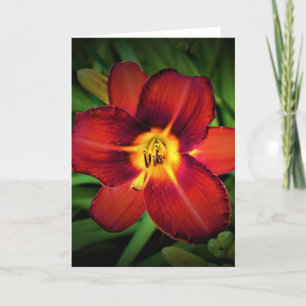 Lily, card