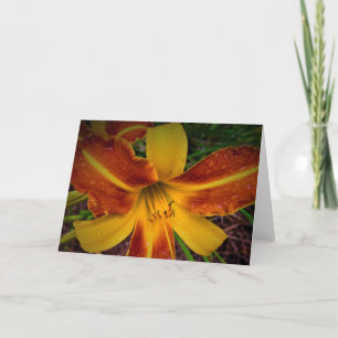 Lily, card