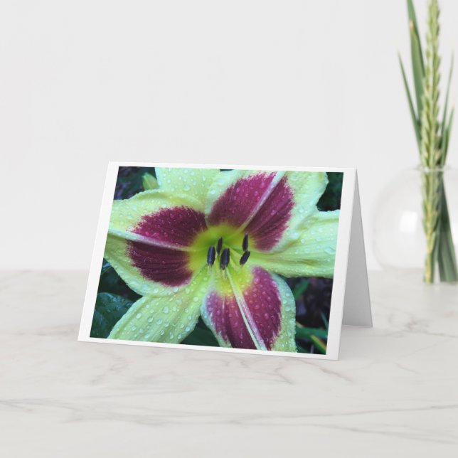 Lily, card (Front)