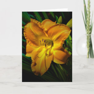 Lily, card