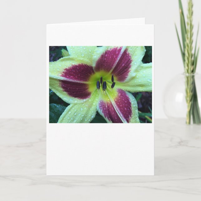 Lily, card (Front)