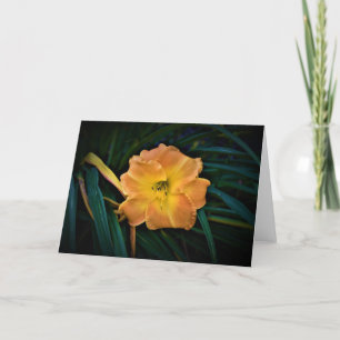 Lily, card