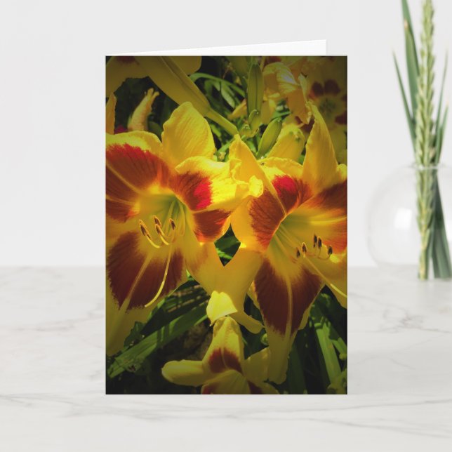 Lily, card (Front)