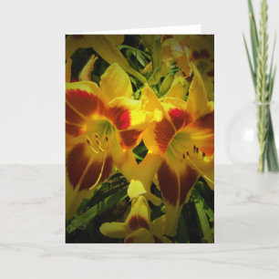Lily, card