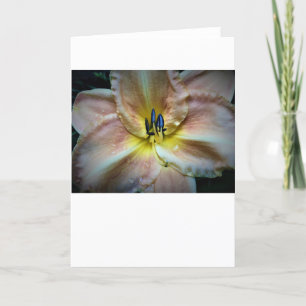 Lily, card
