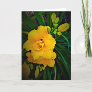 Lily, card