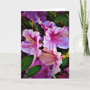Lily, card