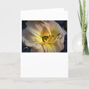 Lily, card