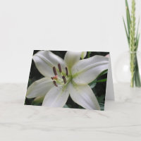 Lily