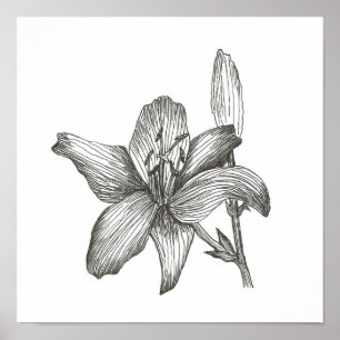 Lily Drawing by Julia Morrill Print
