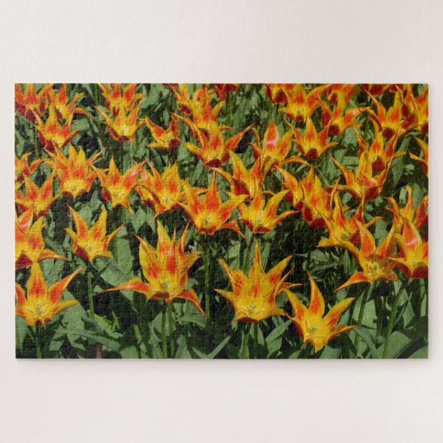 Lily Flowered Tulip "Fly away." Orange. Jigsaw Puzzle (Horizontal)